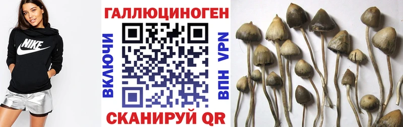 Галлюциногенные грибы Psilocybe Купить Ленинск-Кузнецкий